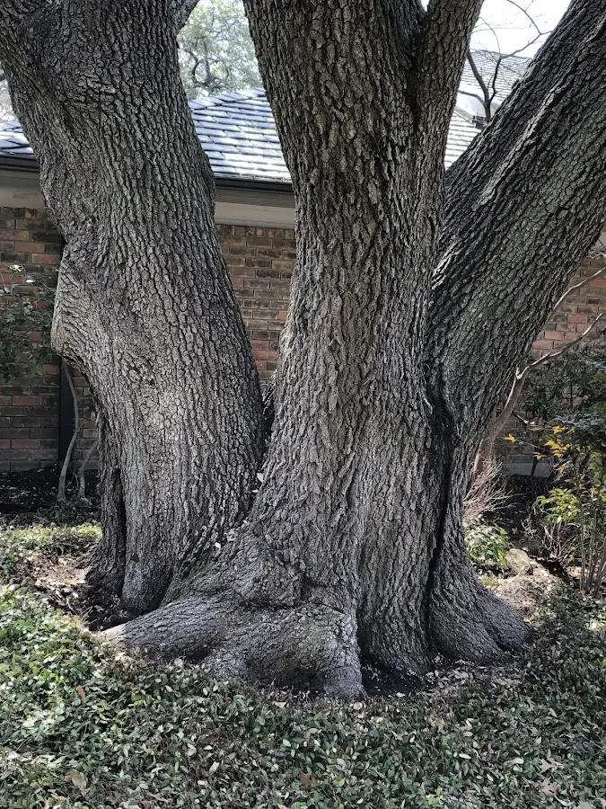 Mature heritage tree close to a Turtle Lake property cared for by certified arborists